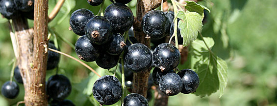top-blackcurrants