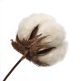 cotton-flower