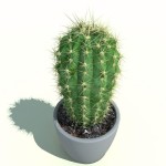 Cactus_Cleistocactus_starausii_2.jpg3a5c6412-6256-4fe1-a398-e756a31a88d8Larger